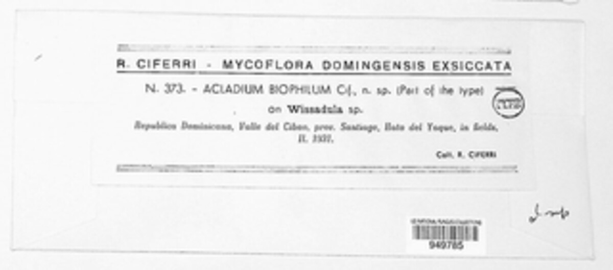 Dicyma biophila image